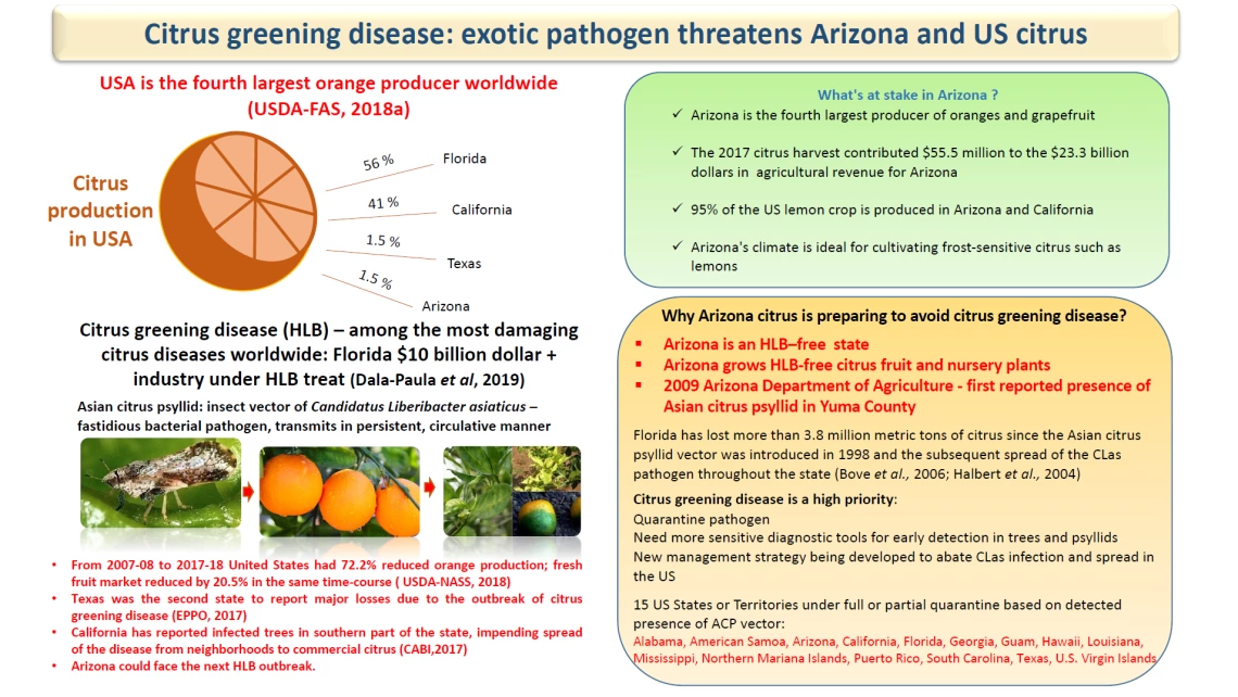 Citrus production infograph