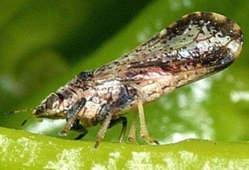 Asian citrus psyllid